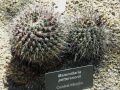 Mammillaria petterssonii 6.JPG