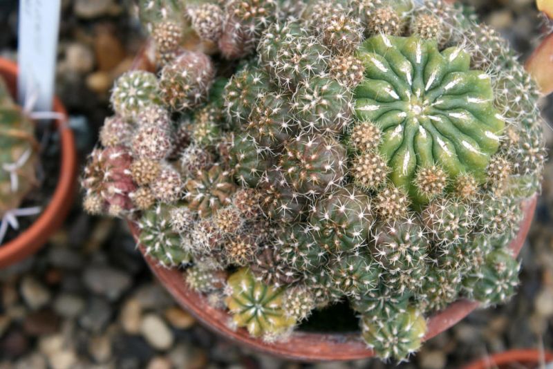 Файл:Matucana aurantiaca ssp. polzii 150.jpg