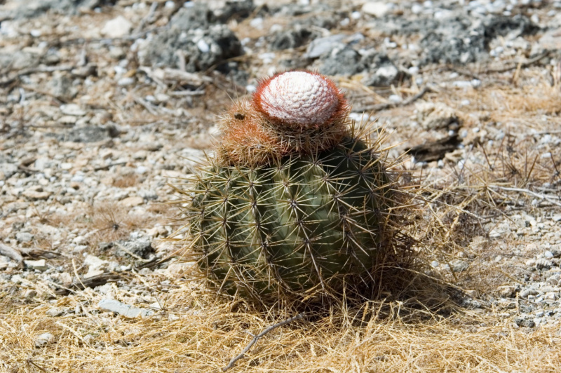 Файл:Melocactus macracanthos 3.jpg
