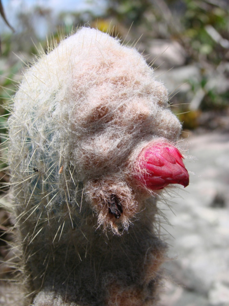 Файл:Micranthocereus purpureus 3.jpg