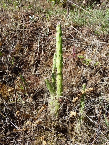 Файл:Opuntia schickendantzii 2.JPG