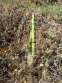 Opuntia schickendantzii