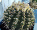 Parodia mammulosa 4.jpg