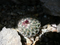 Pediocactus simpsonii v. minor KP 41