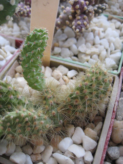 Tunilla tilcarensis.jpg