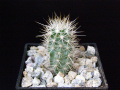 Echinocereus barthelowianus.JPG