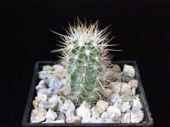 Echinocereus barthelowianus.JPG
