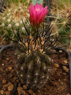 Eriosyce senilis ssp. coimasensis.jpg