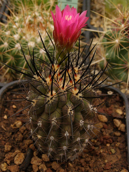 Файл:Eriosyce senilis ssp. coimasensis.jpg