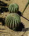 Ferocactus pottsii 3.JPG