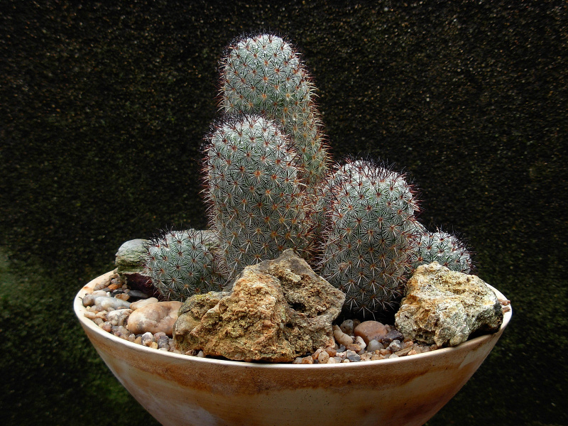 Файл:Mammillaria microhelia 3.jpg