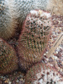Mammillaria nagliana 3.jpg
