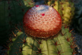 Melocactus levitestatus