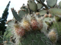 Opuntia pilifera 16430.jpg