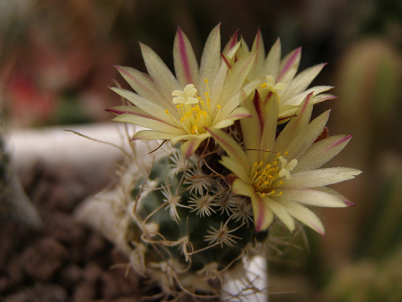 Файл:Turbinicarpus pseudomacrochele ssp. minimus 1.jpg