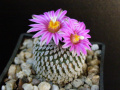 Turbinicarpus pseudopectinatus var. rubriflorus SB1469