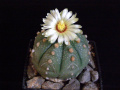 Astrophytum asterias