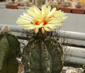 Astrophytum capricorne