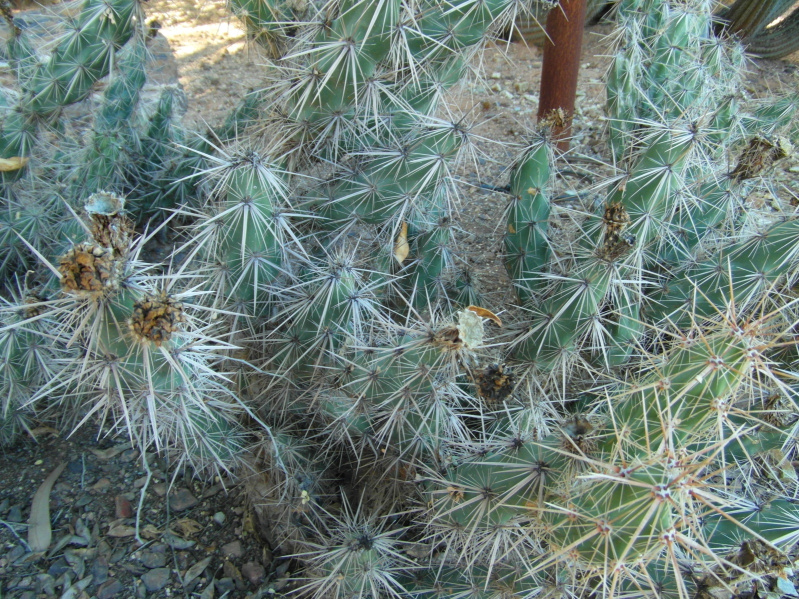 Файл:Corynopuntia kunzei 3.jpg