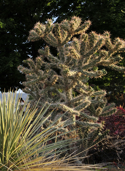 Файл:Cylindropuntia imbricata 1.JPG