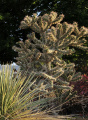 Cylindropuntia imbricata