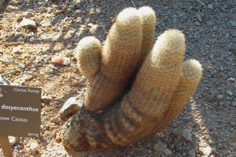 Файл:Echinocereus dasyacanthus 5.jpg