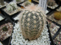 Echinocereus reichenbachii ssp. reichenbachii var. albispinus4.jpg