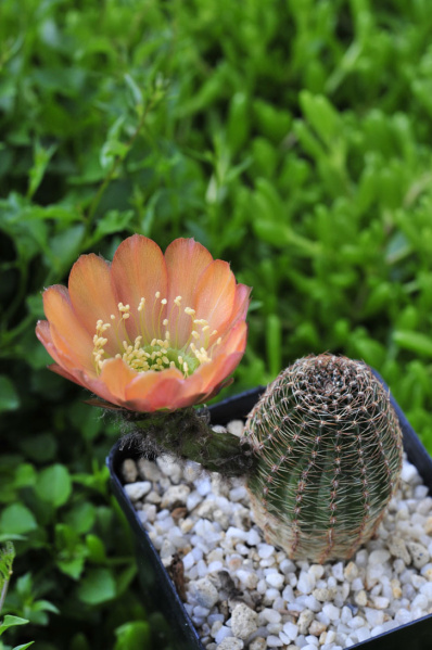 Файл:Echinopsis famatinensis var. rebutioides.jpg