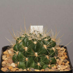 Eriosyce aspillagae.JPG