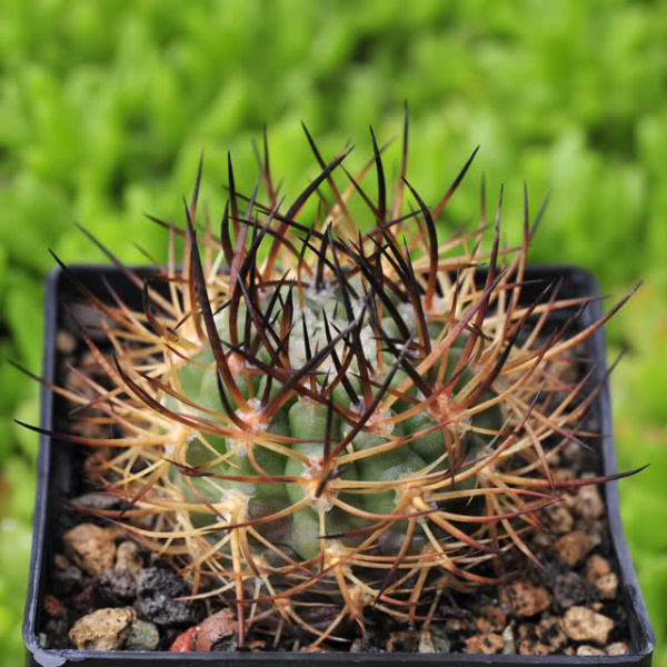 Файл:Eriosyce bulbocalyx 1.jpg