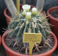 Ferocactus latispinus ssp. latispinus