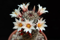 Mammillaria dioica ssp. angelensis 181.jpg