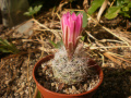 Mammillaria tetrancistra