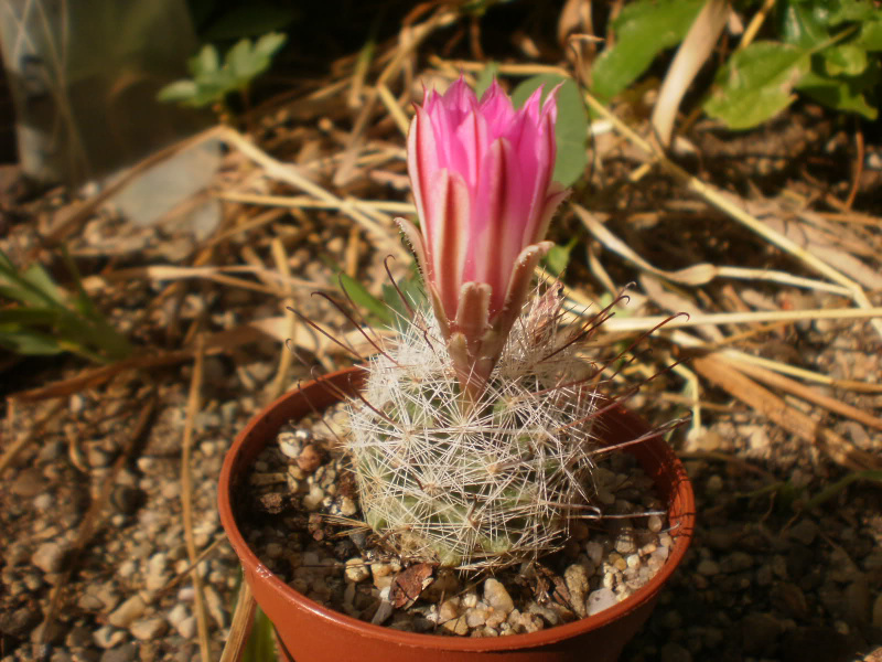 Файл:Mammillaria tetrancistra Andromir.jpg