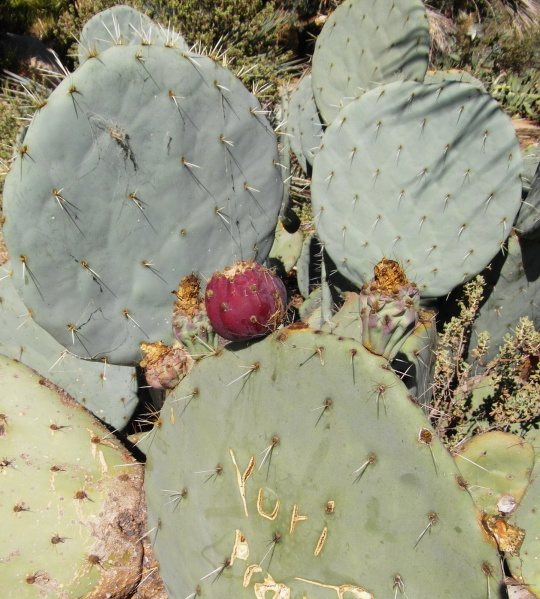 Файл:Opuntia robusta 8.JPG