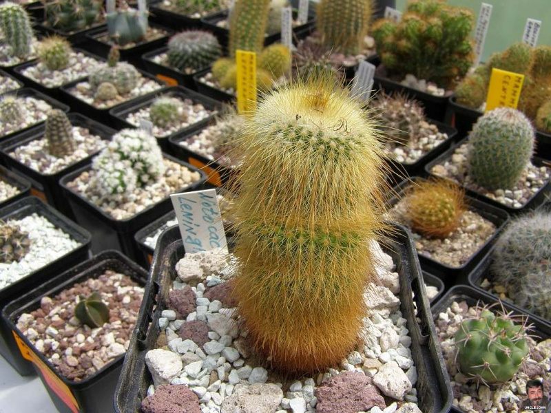 Файл:Parodia leninghausii.jpg