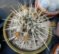 Parodia turecekiana 3.jpg