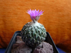 Pelecyphora strobiliformis 1.jpg