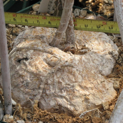 Peniocereus rosei 1.jpeg