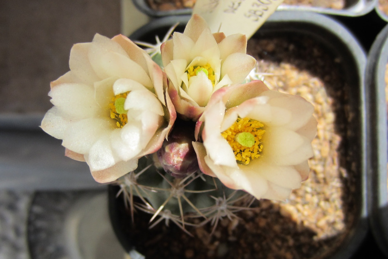 Файл:Sclerocactus mesae-verdae SB303 2.jpg