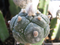 Astrophytum asterias cv. KIKKO