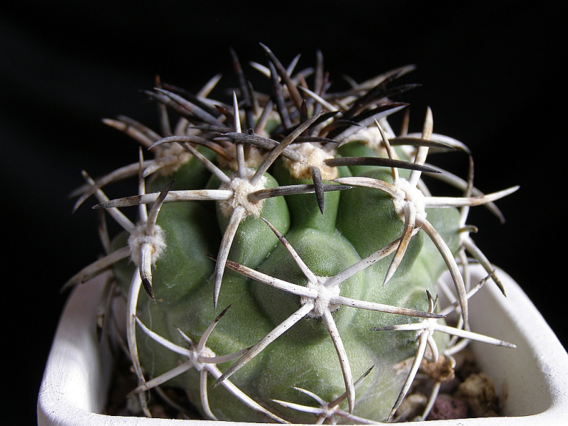 Файл:Copiapoa fiedleriana 1.jpg