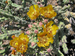 Cylindropuntia acanthocarpa 1.jpg