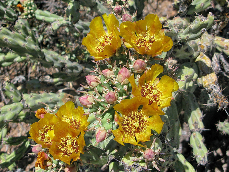 Файл:Cylindropuntia acanthocarpa 1.jpg