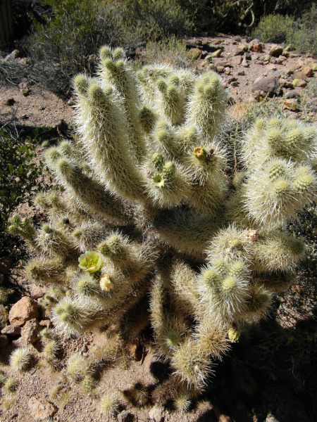 Файл:Cylindropuntia bigelovii 90.JPG