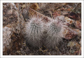 Echinocereus viridiflorus var. canus