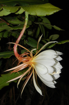 Epiphyllum thomasianum 2.jpg