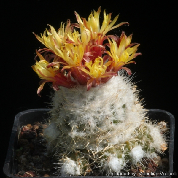 Файл:Eriosyce laui 2.jpg