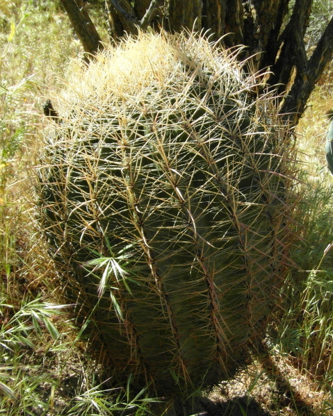 Файл:Ferocactus cylindraceus ssp. lecontei 5.JPG