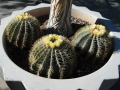Ferocactus glaucescens